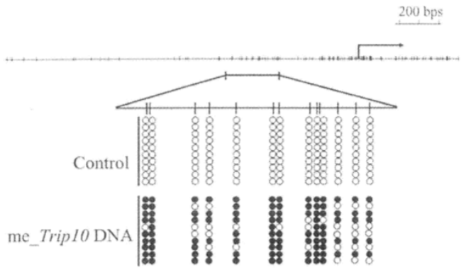 【專利核准公告】P96005A-決定一細胞中的一個標的基因之生物功能「DETERMINATION OF THE BIOLOGICAL FUNCTION OF A TARGET GENE IN A CELL」 【專利核准公告】P96005A-決定一細胞中的一個標的基因之生物功能「DETERMINATION OF THE BIOLOGICAL FUNCTION OF A TARGET GENE IN A CELL」