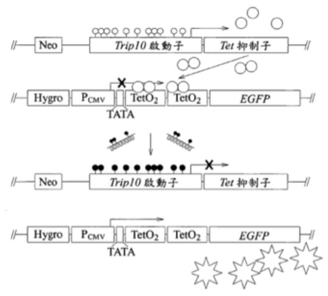 P98008 P98008