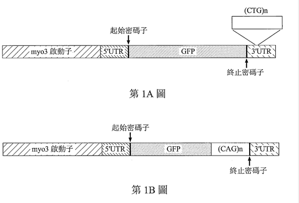 【專利核准公告】P105021-減少細胞中三聯核苷酸擴增重複序列表現之方法及其應用 【專利核准公告】P105021-減少細胞中三聯核苷酸擴增重複序列表現之方法及其應用